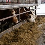 飼料